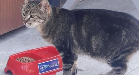 Kâmil Koç’tan Sokak Hayvanlarına Destek !