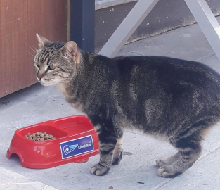 Kâmil Koç “bir kap mama bir kap su projesi ile sokak hayvanlarının yaşamlarına dokunuyor!